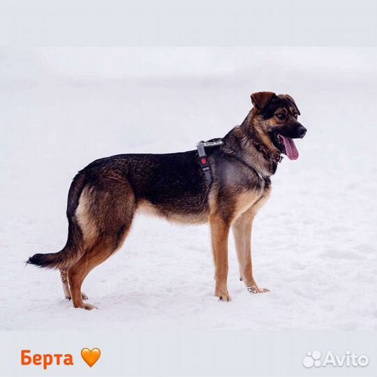 Собачка ищет дом