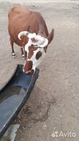 Продаю коров
