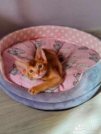 Абиссинские котята