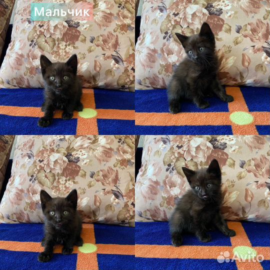 Котята в добрые руки