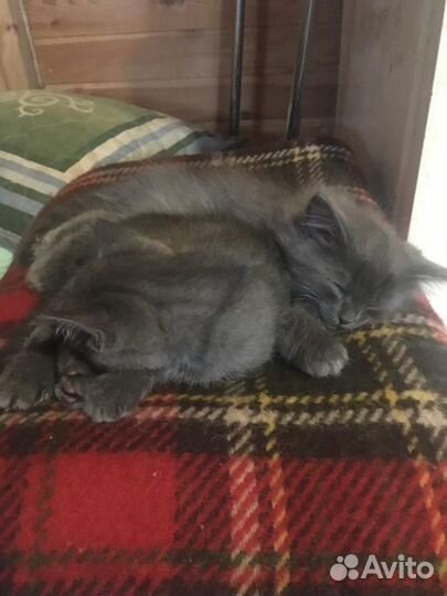 Котята в добрые руки бесплатно