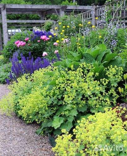 Декоративные кустарники