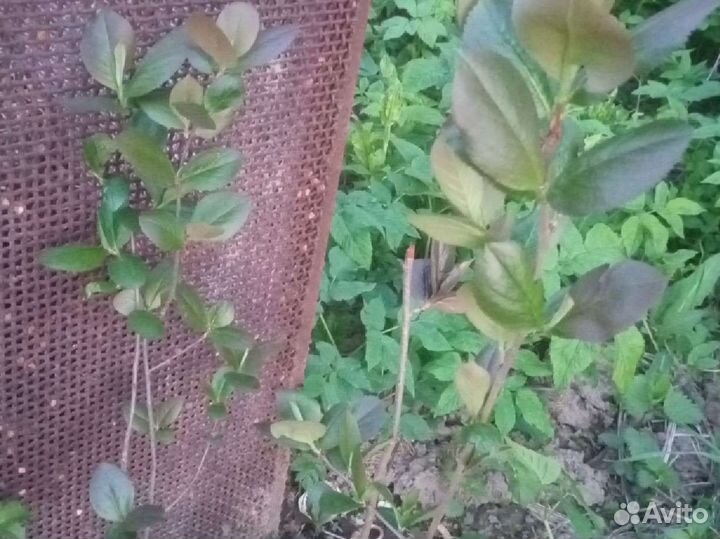 Черноплодная рябина (арония)