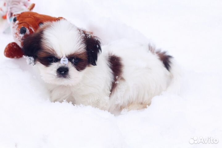 Любовь с первого взгляда