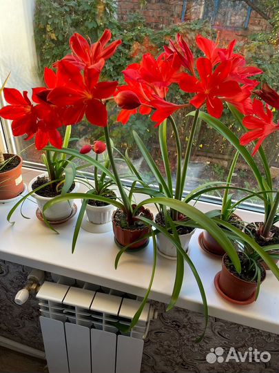 Гиппиаструм