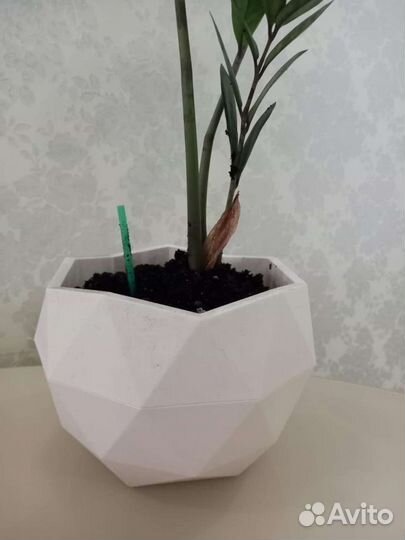 Комнатные растения 