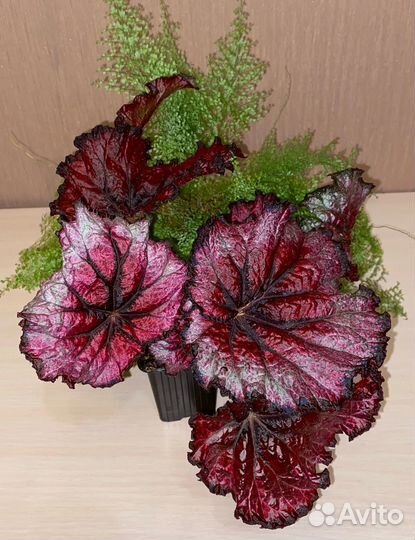 Бегония Бис сорта