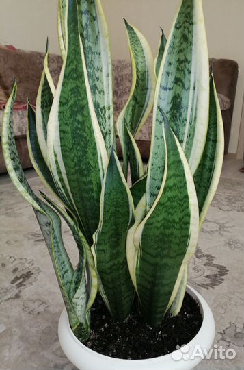 Комнатные растения