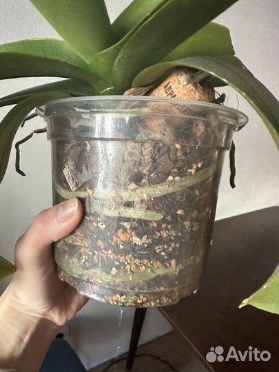 Орхидея фаленопсис калейдоскоп