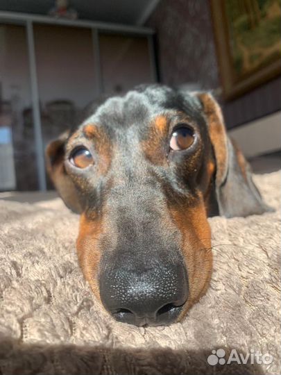 Карликовая такса