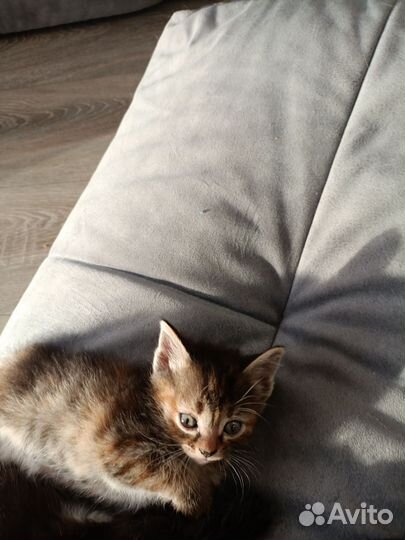 Невская маскарадная