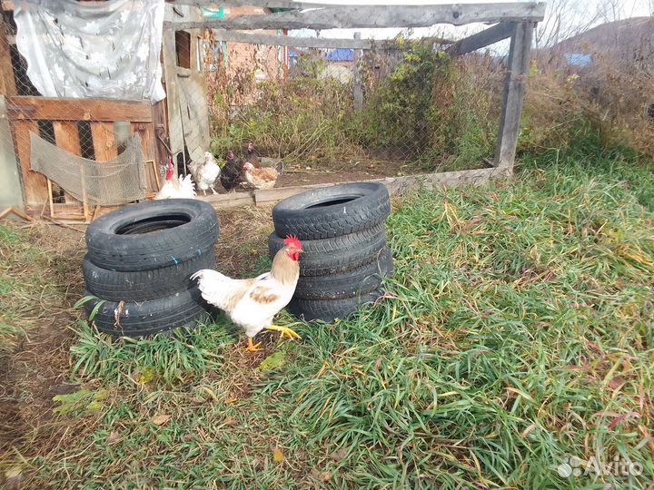 Петух молодой