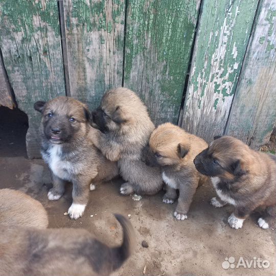 Отдам щеночков в добрые руки