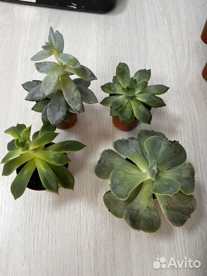 Суккуленты