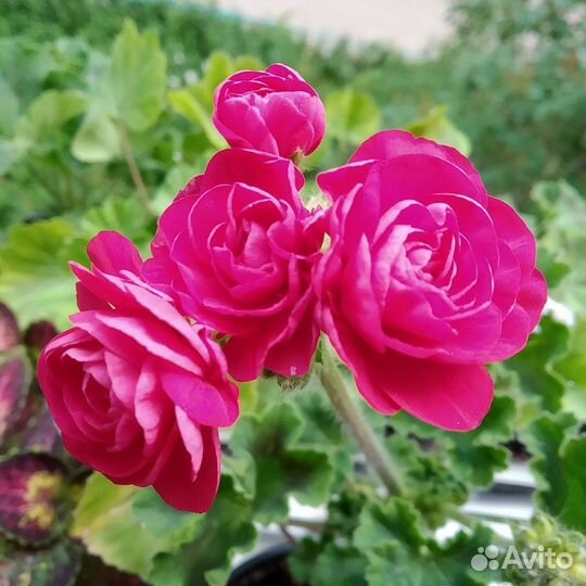 Сортовые пеларгонии