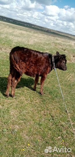 Продам тёлочку