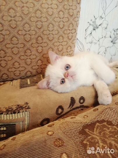 Котята экзоты