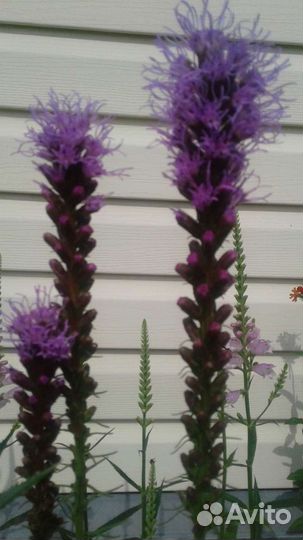 Многолетники из собственного сада 4