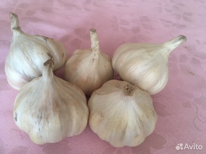 Яровой чеснок