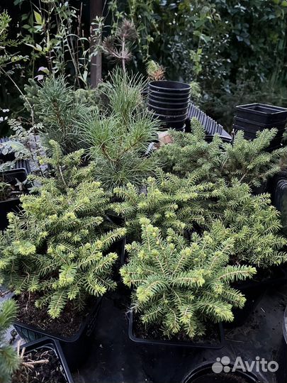 Карликовые ели