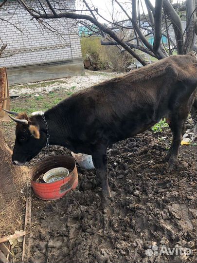 Корова дойная