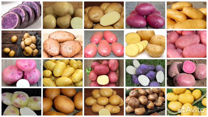 Шарвари Пирошка Сарпо Миро Уника Сынок Великан