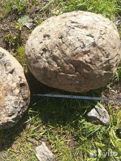 Яйцо Дракона Септария