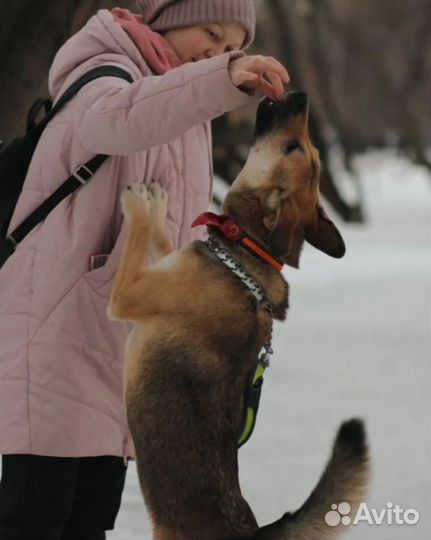 Щенок девочка Джина в добрые руки бесплатно