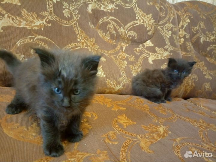 Котята мейн-кун