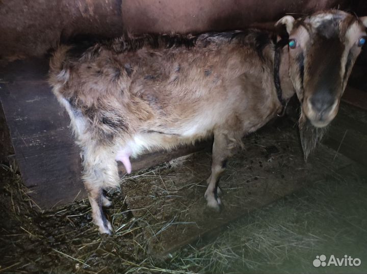 Козы ламанча