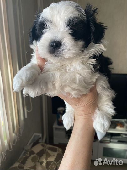 Собака мальтипу мини