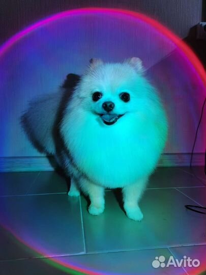 Стрижка и уход за животными