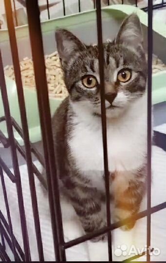 Нежная игривая Лиззи очень контактная и ласковая