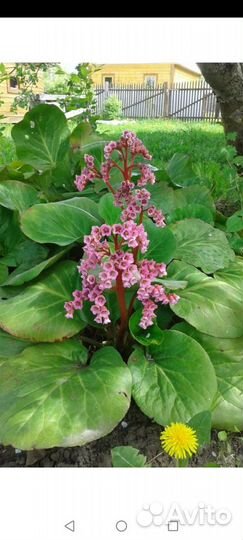 Почвопокровные растения для альпийской горки