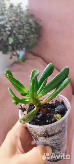Толстянка крассула Хоббит (Crassula Hobbit)