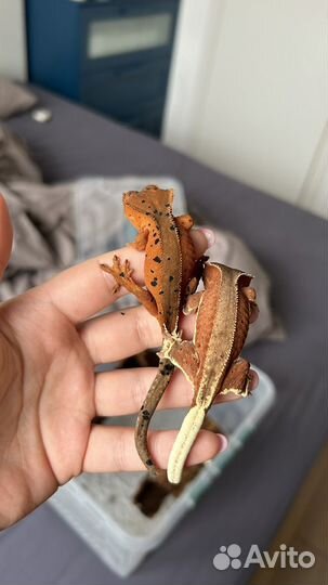 Реснитчатый бананоед