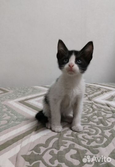 Кошка в дар бесплатно