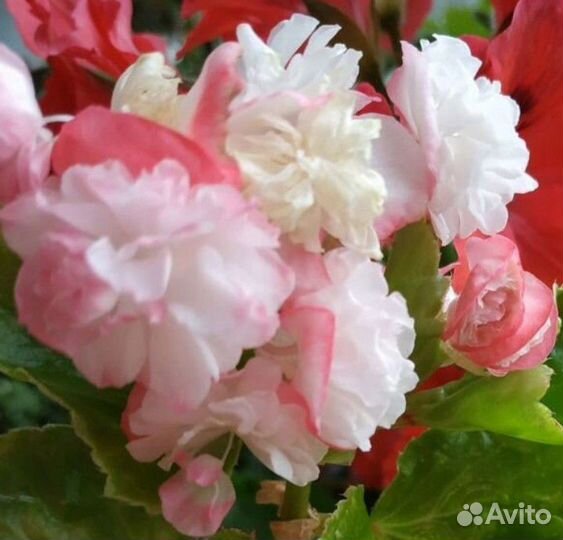 Бегонии, фиалки (сенполии)