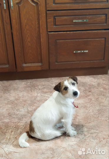 Домашняя передержка собак