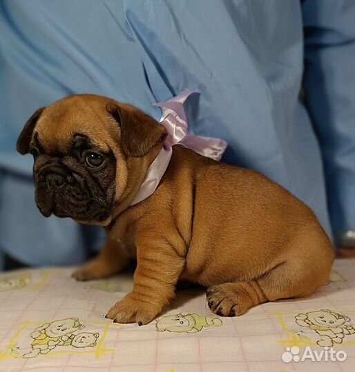 Щенок французского бульдога