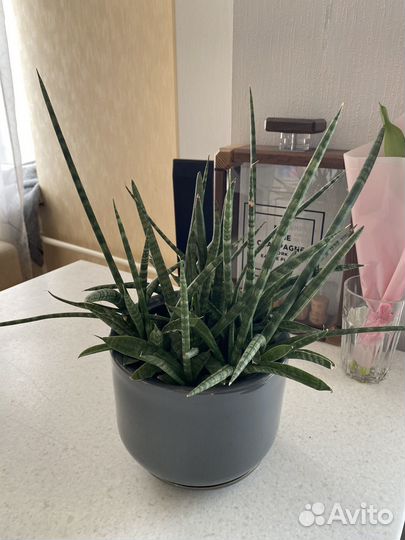 Фикус Эластика Робуста Замиокулькас Фикус Гинсенг