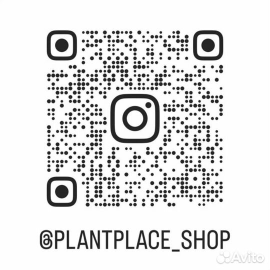 Филодендрон Карамель Плуто