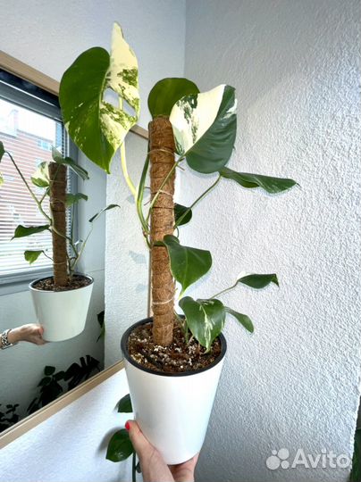 Монстера вариегатная альба