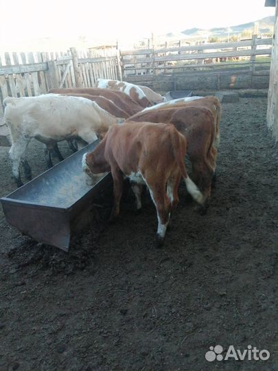 Телята симменталы