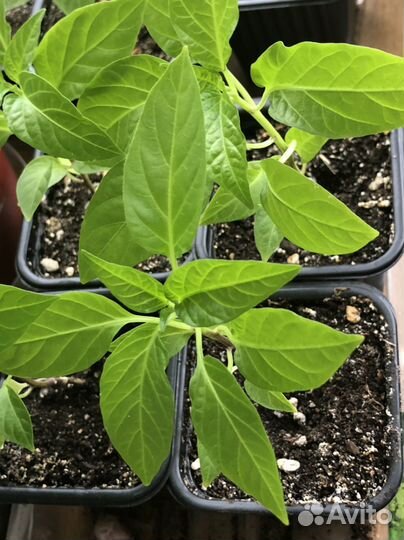 Перец острый Невеста Рассада