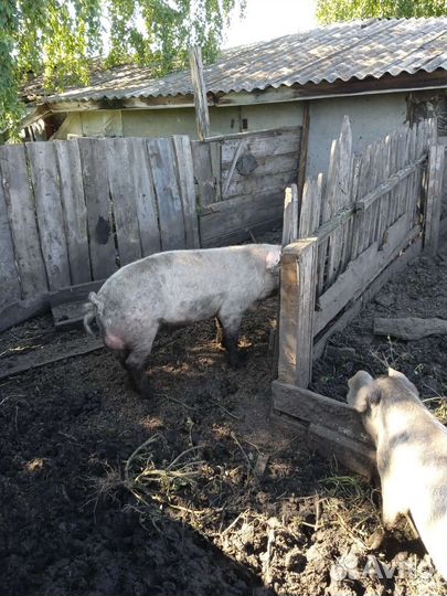 Хряк породы ландрас+ дюрок