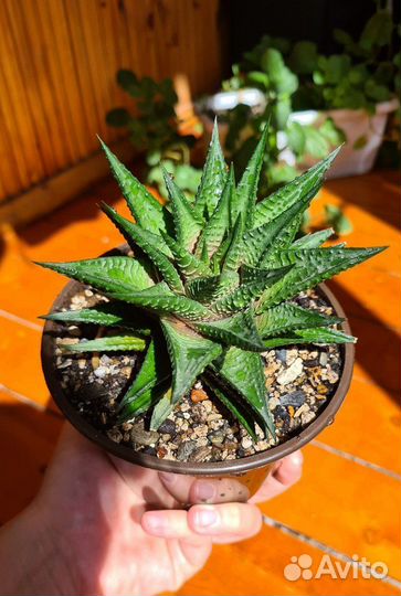 Хавортия суккулент