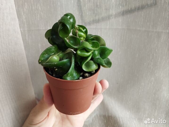 Хойи срез и укорененные