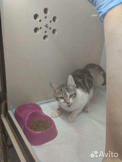 Котёнок девочка Злата