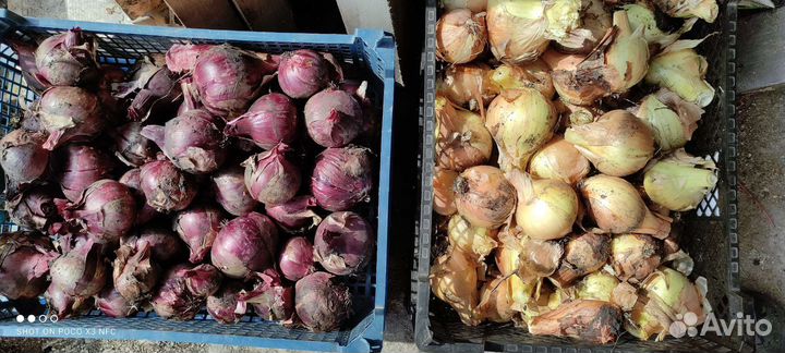 Продам картофель, лук, чеснок, морковь, кабачки